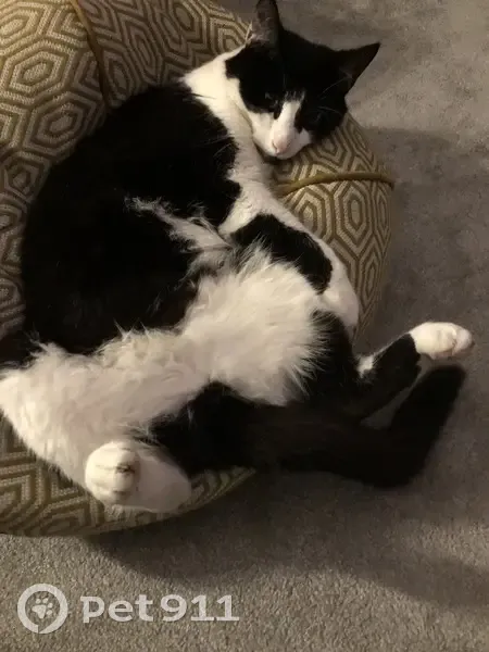 Lost cat, Langham Grove, Sale, Timperley - very friendly, microchipped - photo