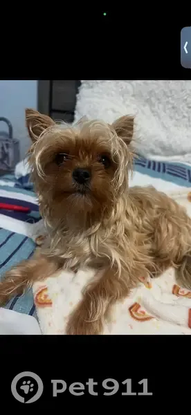 Lost dog, West 20th Avenue, 5625, Hialeah - photo