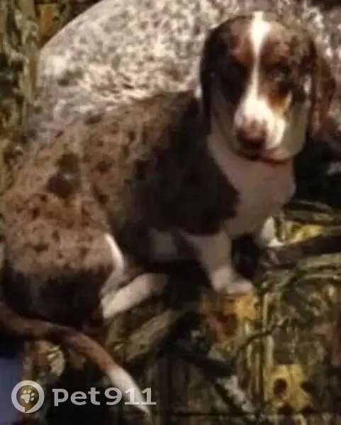 Lost dog, 156th Street Northwest, 6855, Cass Lake - male Dachshund, 15 years old - photo