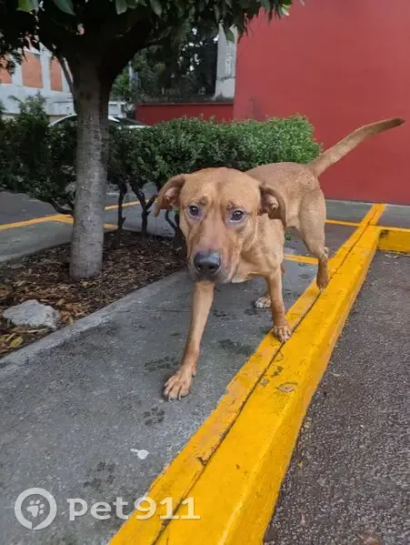 Encontrado perro macho, Ciudad de México, Ciudad de México - joven, tranquilo y obediente - photo