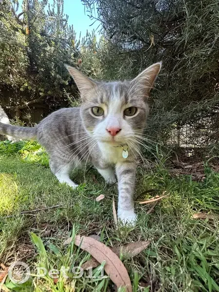 Lost cat, Charles Sturt, West Torrens - male, light grey tabby - photo