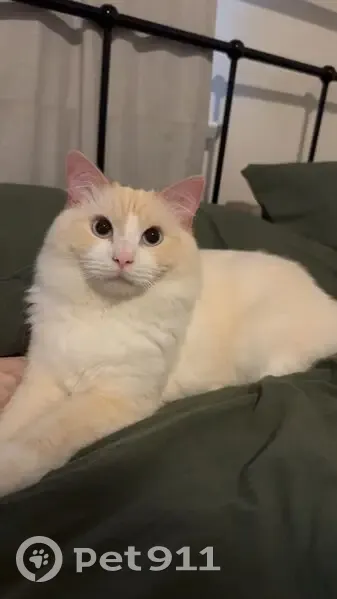 Lost cat, Ocean Parade, The Entrance - male, blue eyes - photo