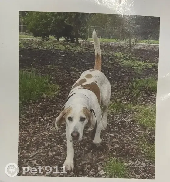 Missing dog Female, Newcastle (al496524) - photo