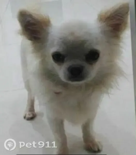 Perro perdido, Algeciras, Andalucía, Sevilla - macho chihuahua blanco - photo