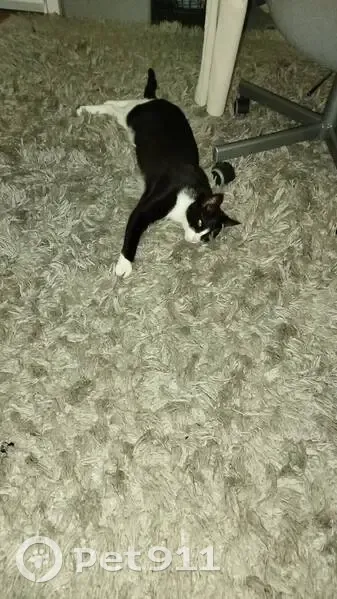Perdido gato masculino en Pepino, Latina - grandecito, negro con blanco - photo