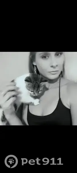 Lost cat, James Circle, 799, Palm Bay, Orlando - female - photo
