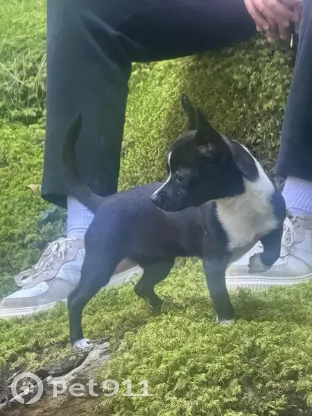 Perdida perra hembra, Partida Carrichal, 4, La Vila Joiosa, Villajoyosa - chihuahua negro con zonas blancas - photo