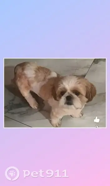 Perdido cachorro fêmea, Rua Jandira Del Coli Coelho, 331 - dócil e cansava fácil - photo
