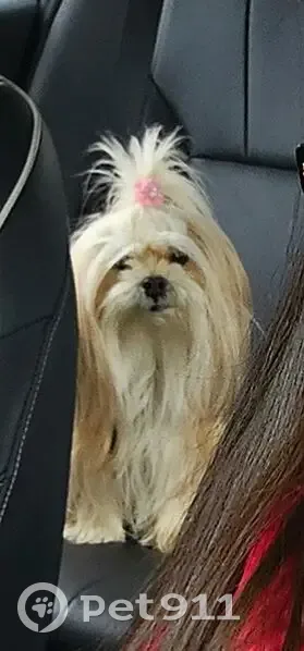 Perdido cachorro fêmea, Rua dos Morangueiros, 24 — idosa de 11 anos, pelo claro e longo - photo