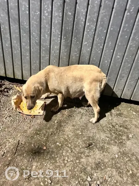 Encontrado cachorro fêmea, Rua Nefertiti, São Paulo — branca e grávida - photo
