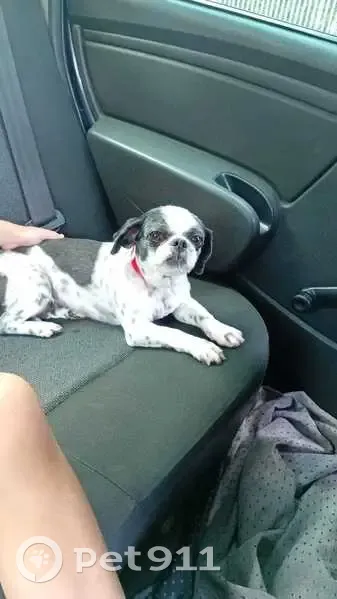 Perdido cachorro fêmea, Rua Mauro, 320 — shih tzu preta e branca, 6 anos - photo