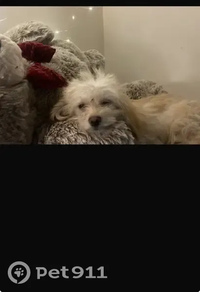 Lost dog, Ivey Road, 8774, Jacksonville - female apricot poodle mix - photo