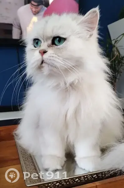 Lost cat, Benbow Road, Cape Town, Lansdowne - male, white fluffy, blue-grey eyes - photo