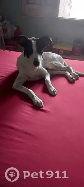 Perdido cachorro fêmea, Rua 33, Nossa Senhora do Socorro — 7 anos, dócil, com tremor nas pernas e convulsões - photo