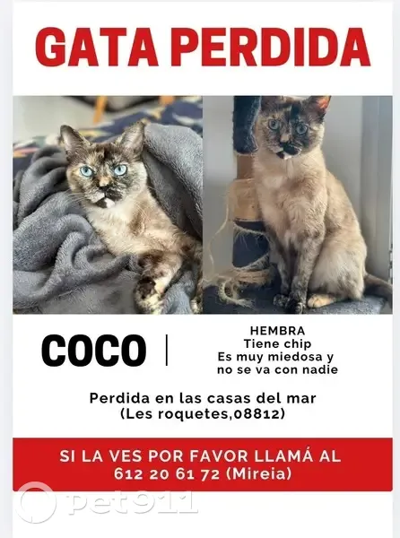 Perdido gato hembra, Carrer Blaumar, 11, Sant Pere de Ribes, Barcelona — muy asustadiza, con chip - photo