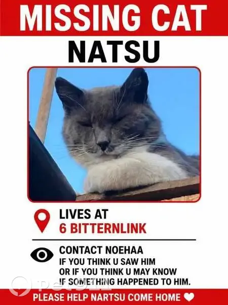 Lost cat, Bittern Crescent, 5, Retreat - large grey and white male - photo