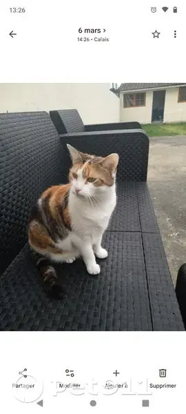 Chat perdu femelle, Rue Virgile, Calais - blanche, marron et noire - photo