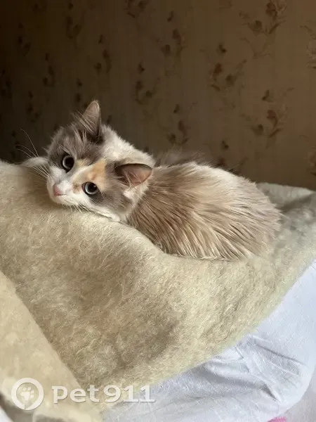 Зникла кішка, вулиця Котляревського, 3, Чернігів — 1 рік, блакитні очі - photo