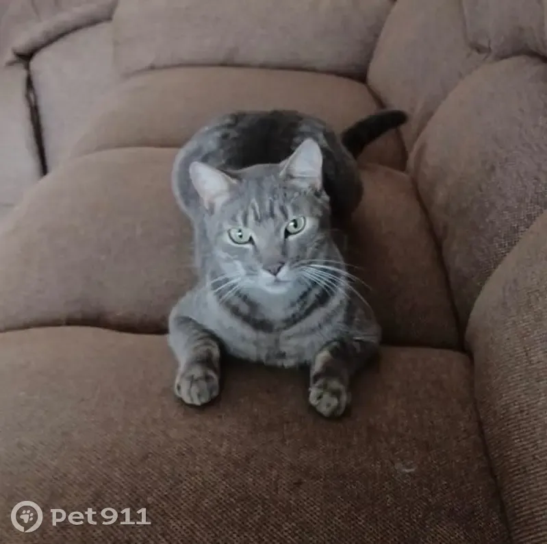 Lost cat, Newlands West, KwaZulu-Natal, Johannesburg - male with green eyes - photo