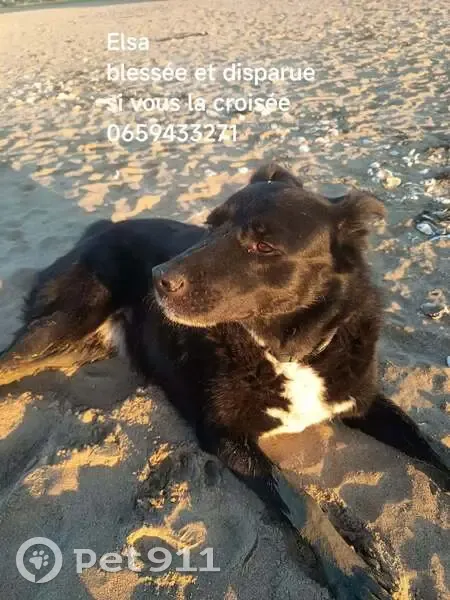 Chien perdu femelle, Rue Roger Salengro, 60, Saint-Nazaire - labrador croisé border collie - photo