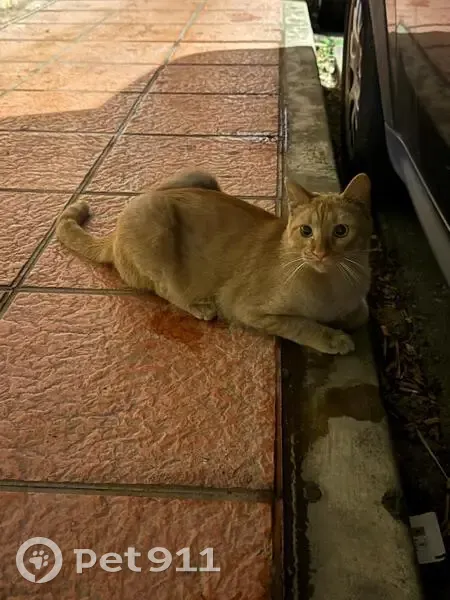 Encontrado gato macho, Calle Altamira, 19, Almería — naranja, joven y castrado - photo