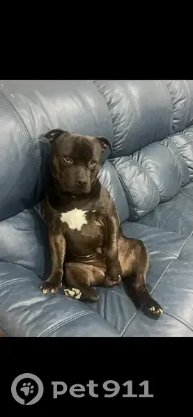 Lost dog, Lamonds Lane, Shoalhaven City Council, Sydney - black/brown English staffy, light blue collar - photo