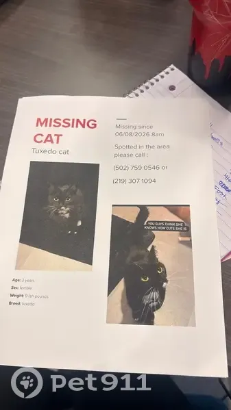 Lost cat, North Oolitic Drive, 810, Bloomington, Indianapolis - female, skittish, black and white - photo