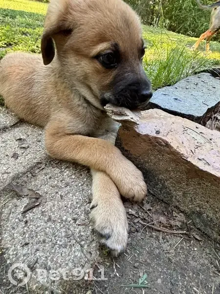 Lost dog, Tiger Drive, Mississippi, Robinhood - small 4 month old brown puppy - photo
