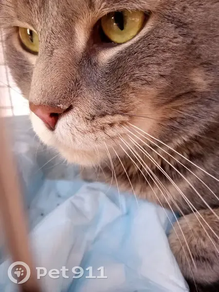 Found cat, 55th Street, 150, Brooklyn - male, friendly - photo