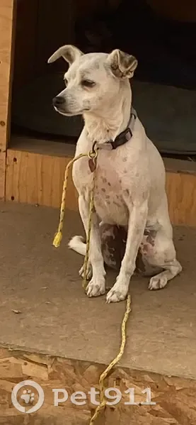 Lost dog, North Savannah Street, 316, Los Angeles - female, small white dog with black spots - photo