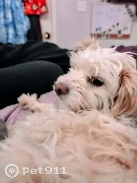Lost dog, Munich Street, 2360, Brownsville - small white female with brown spots and a collar - photo