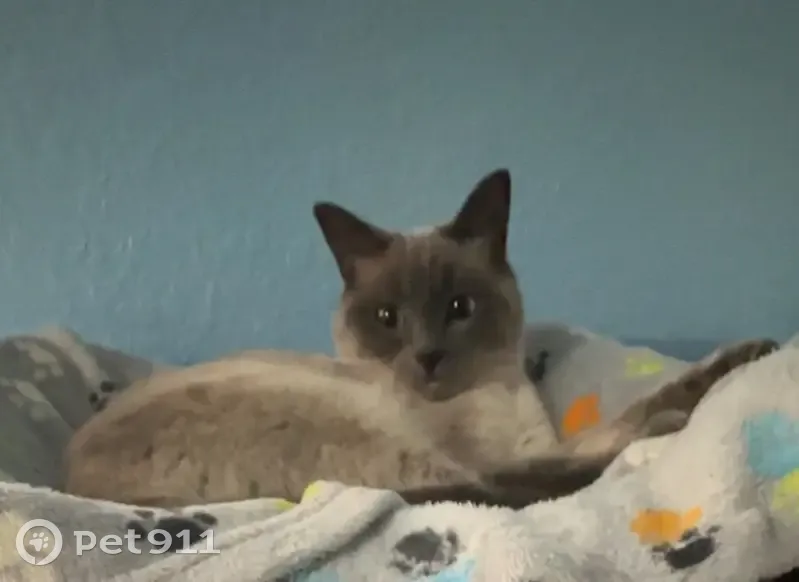 Lost cat, Isles of Weston Avenue, 4007, Weston - female, blue eyes - photo