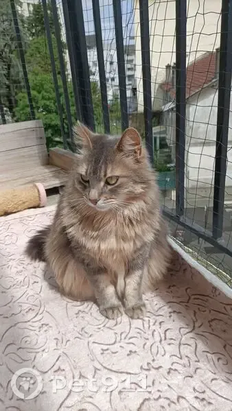 Chat perdu femelle, Rue Cazaubon Norbert, 10, Pau - poils longs et yeux verts/jaunes - photo