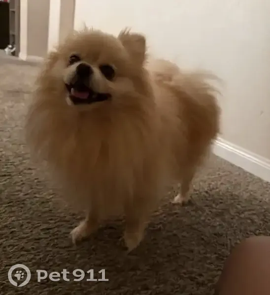 Lost dog, Stonebelt Drive, 17334, Houston - cream with white paws - photo