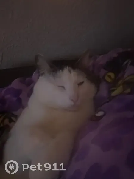 Lost cat, Stonnington - black and white, white face and feet - photo