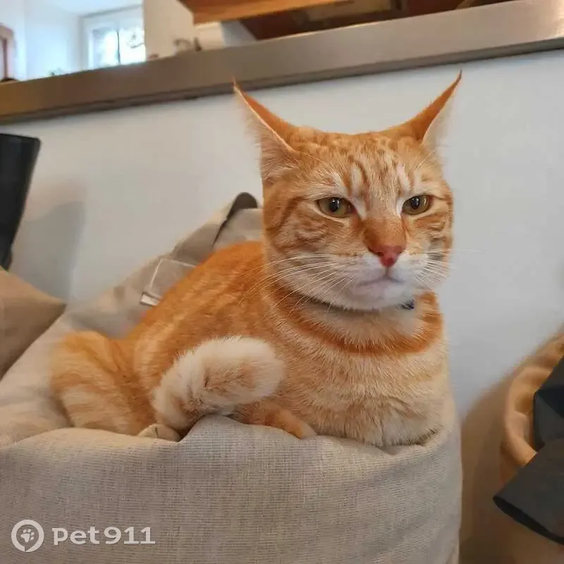 Chat perdu, mâle, Rue de la Liberté, 5, Annecy — jeune, roux et tigré - photo