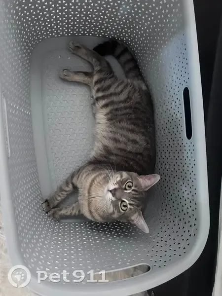 Chat perdu mâle, Place des Cordeliers, 22, Auxerre - yeux verts - photo