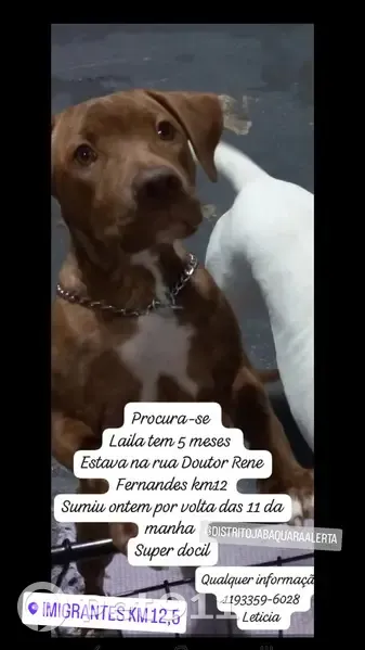 Perdido cachorro fêmea, Rua Doutor René Fernandes, 415 - estava com outra guia - photo
