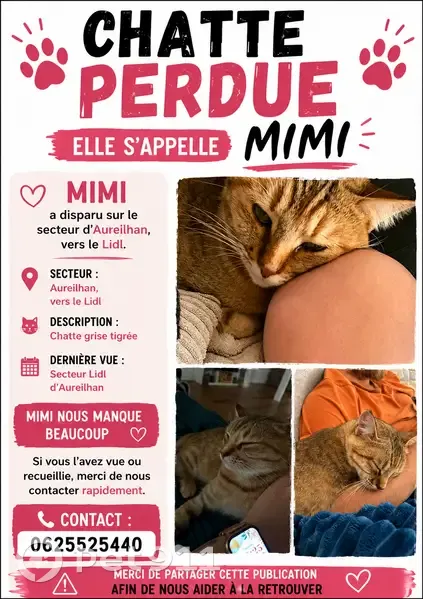 Perdu chat femelle, Toulouse - photo