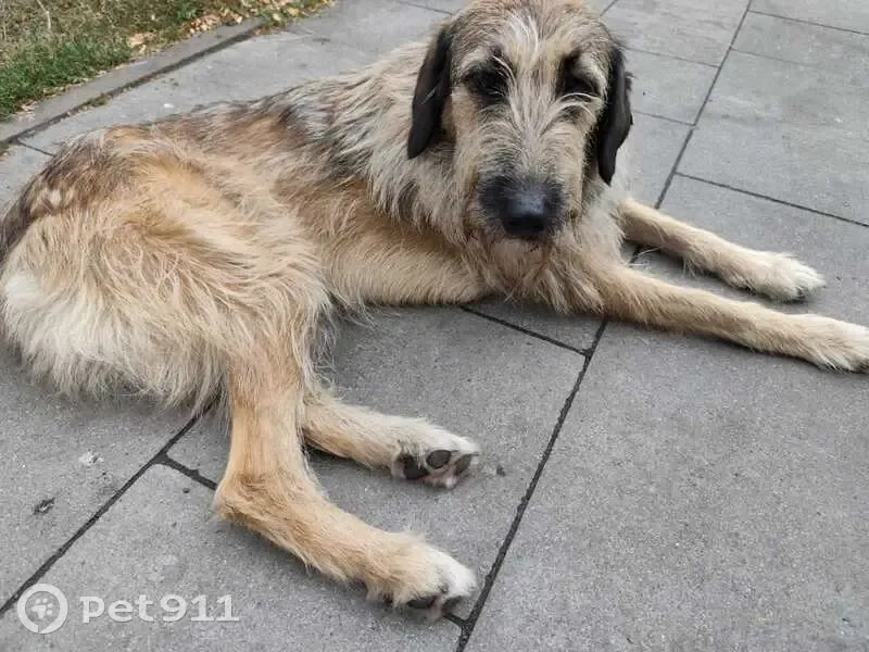 Зникла собака, Політехнічний провулок, Київ — кліпса КП14375 - photo