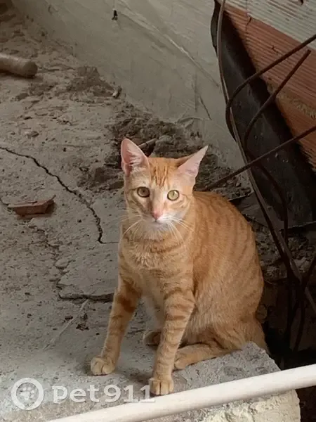 Perdido gato fêmea, Avenida Sarapuí, 42 - toda laranja e extremamente dócil - photo