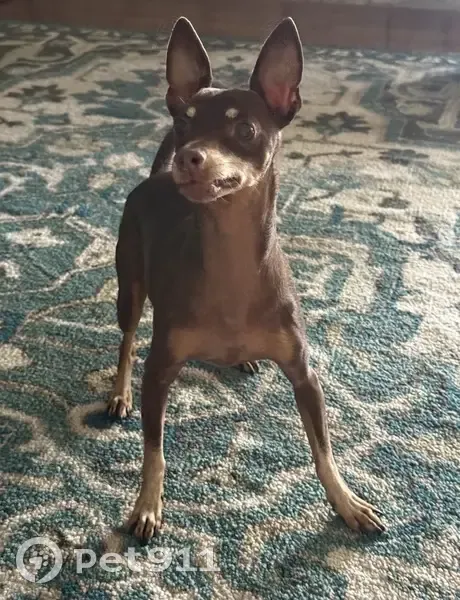 Lost dog, Bryant Road, 23592, Acampo - male, no collar - photo