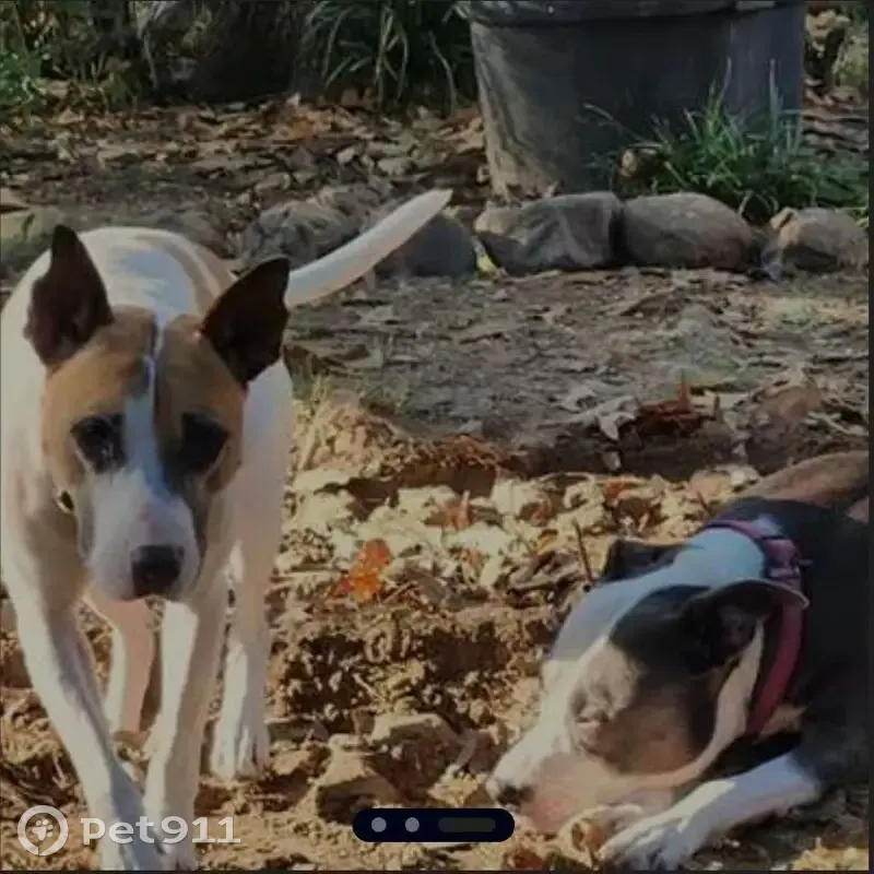 Lost dog, Ashwood Drive, Little Rock - female - photo