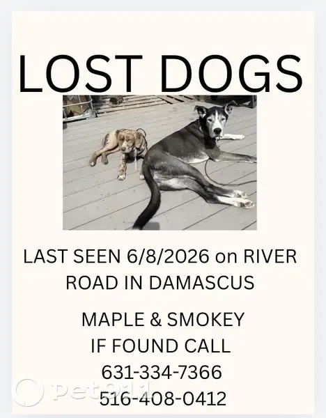 Lost dog, Conklin Hill Road, 848, Damascus Township, Hortonville - with another 5-month-old catahoula - photo