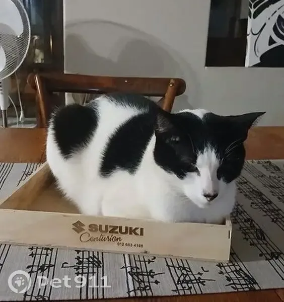 Lost male cat, Duiker Avenue, 312, Centurion — black and white, very friendly - photo