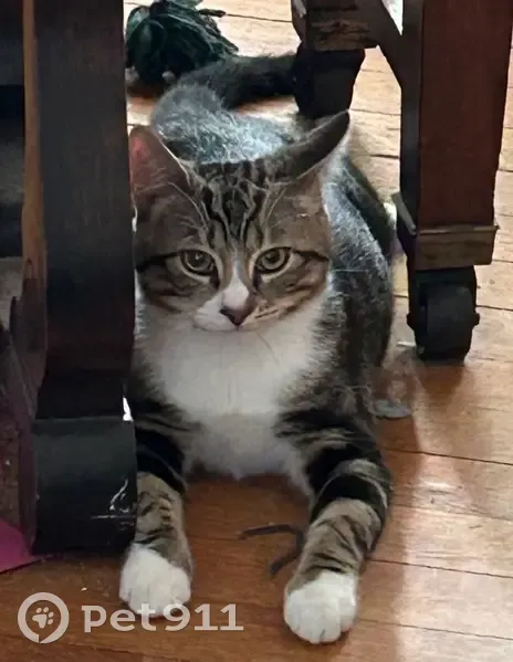 Lost cat, Elm Court, Andover - two short-haired indoor tabby cats - photo