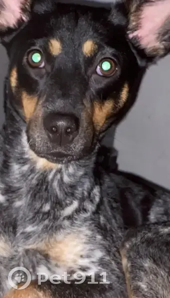 Lost dog, Mc Clendon Street, 626, Corpus Christi - female blue heeler mix - photo