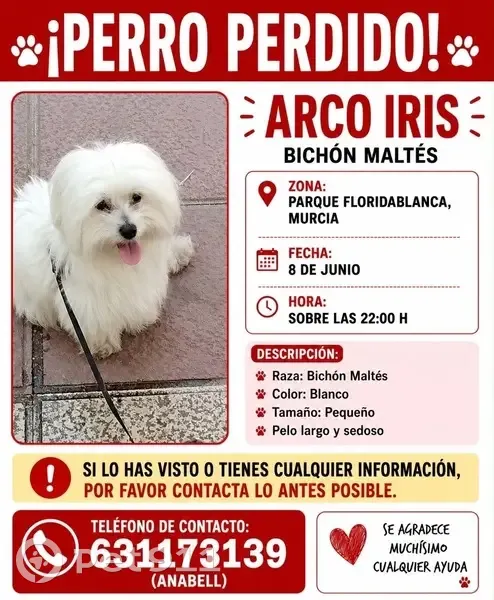 Perro perdido, macho, Calle Mozart, Murcia — con microchip - photo