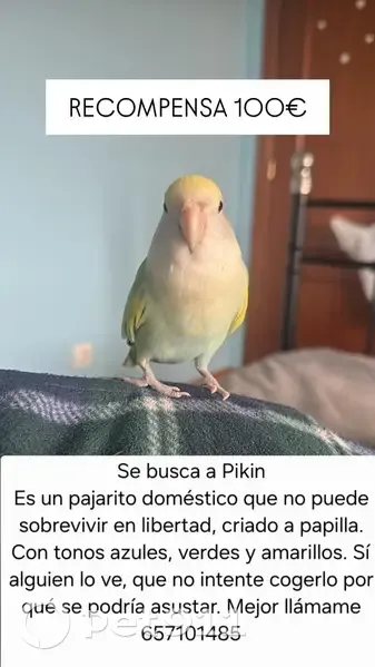 Perdida ave, Urbanización Monteleón, Carbajal de la Legua, San Andres del Rabanedo - agapornis muy cariñoso sin anilla - photo