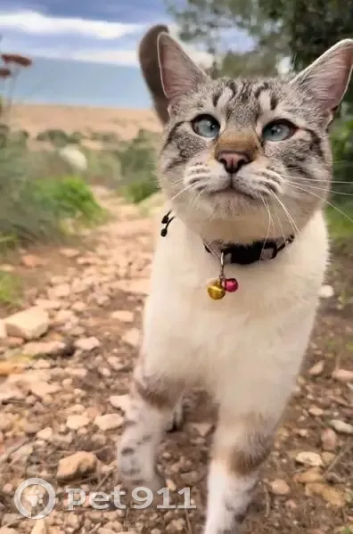 Perdido gato macho, Avenida de Asia, Santa Pola — Siamés Tabby con tres collares - photo